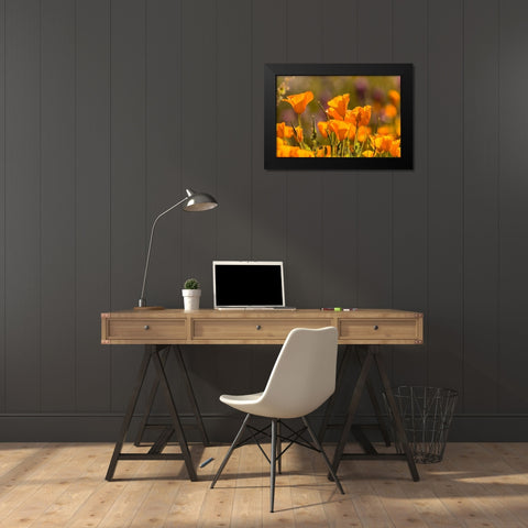 Arizona-Peridot Mesa California poppies in bloom Black Modern Wood Framed Art Print by Jaynes Gallery