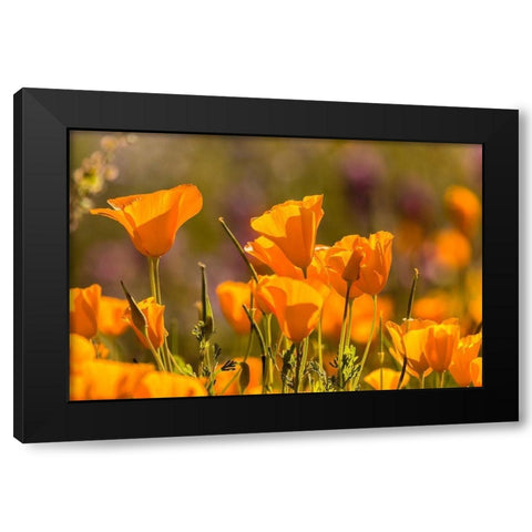Arizona-Peridot Mesa California poppies in bloom Black Modern Wood Framed Art Print with Double Matting by Jaynes Gallery