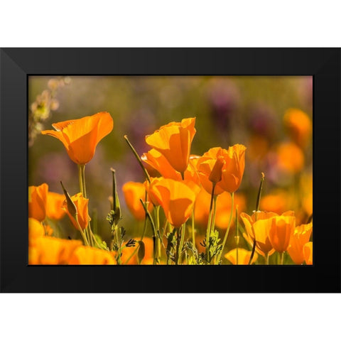 Arizona-Peridot Mesa California poppies in bloom Black Modern Wood Framed Art Print by Jaynes Gallery