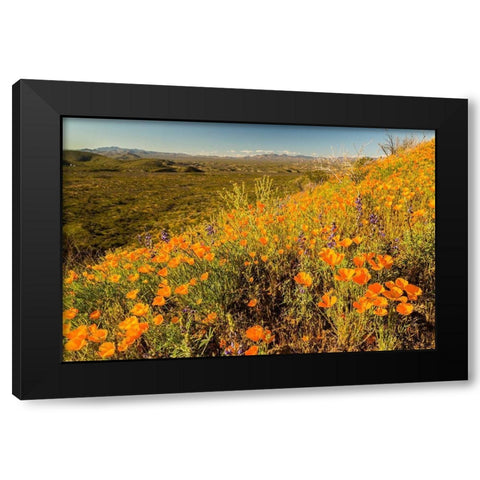 Arizona-Peridot Mesa California poppies in bloom Black Modern Wood Framed Art Print by Jaynes Gallery