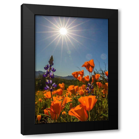 Arizona-Peridot Mesa California poppies and lupine in bloom Black Modern Wood Framed Art Print with Double Matting by Jaynes Gallery