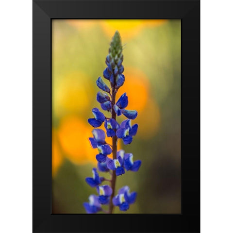 Arizona-Peridot Mesa Lupine blossom close-up Black Modern Wood Framed Art Print by Jaynes Gallery
