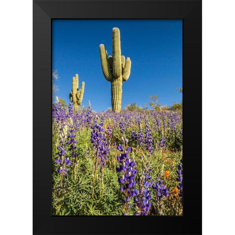 Arizona-Peridot Mesa Saguaro cactus and lupine flowers Black Modern Wood Framed Art Print by Jaynes Gallery