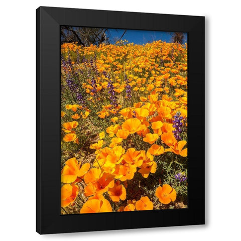 Arizona-Peridot Mesa California poppies in bloom Black Modern Wood Framed Art Print by Jaynes Gallery