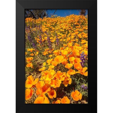 Arizona-Peridot Mesa California poppies in bloom Black Modern Wood Framed Art Print by Jaynes Gallery