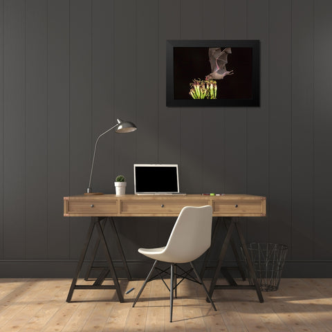 Arizona-Santa Cruz County Bat feeds on yucca nectar  Black Modern Wood Framed Art Print by Jaynes Gallery