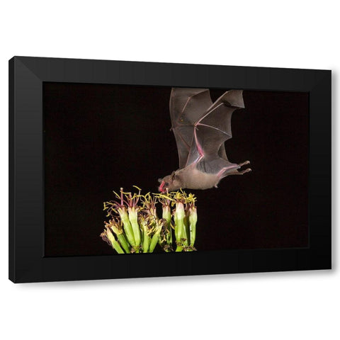 Arizona-Santa Cruz County Bat feeds on yucca nectar  Black Modern Wood Framed Art Print by Jaynes Gallery