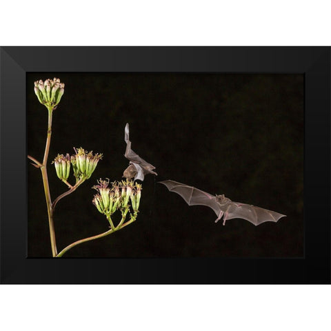 Arizona-Santa Cruz County Bats feed on yucca nectar  Black Modern Wood Framed Art Print by Jaynes Gallery