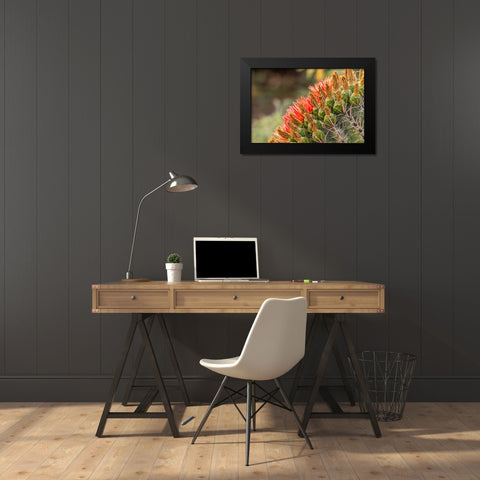 Arizona-Santa Cruz County Barrel cactus blossoms close-up  Black Modern Wood Framed Art Print by Jaynes Gallery