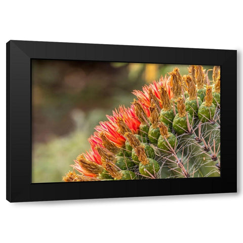 Arizona-Santa Cruz County Barrel cactus blossoms close-up  Black Modern Wood Framed Art Print by Jaynes Gallery