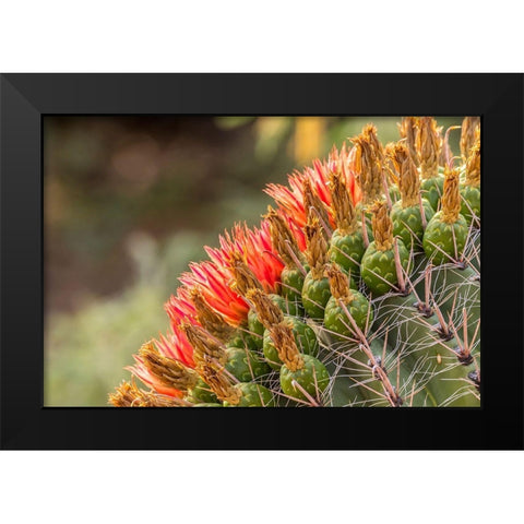 Arizona-Santa Cruz County Barrel cactus blossoms close-up  Black Modern Wood Framed Art Print by Jaynes Gallery