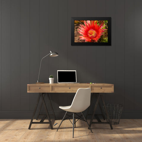 Arizona-Santa Cruz County Barrel cactus blossom and close-up  Black Modern Wood Framed Art Print by Jaynes Gallery