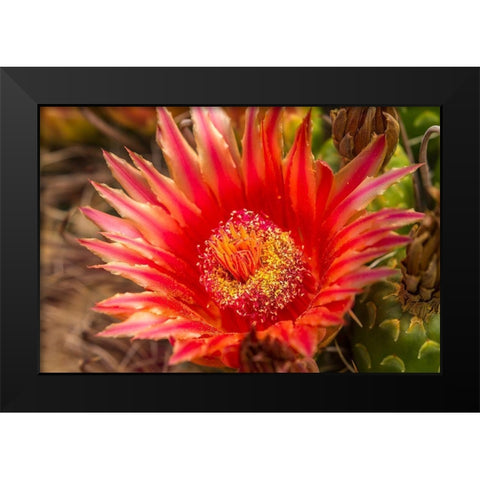 Arizona-Santa Cruz County Barrel cactus blossom and close-up  Black Modern Wood Framed Art Print by Jaynes Gallery