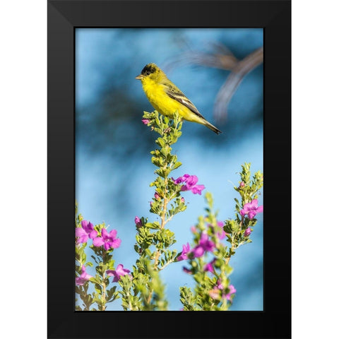Arizona-Santa Cruz County Lesser goldfinch on flower  Black Modern Wood Framed Art Print by Jaynes Gallery