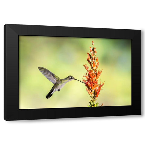 Arizona-Santa Cruz County Broad-billed hummingbird feeding on ocotillo blossoms  Black Modern Wood Framed Art Print with Double Matting by Jaynes Gallery