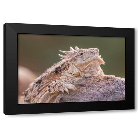 Arizona-Santa Cruz County Regal horned lizard on rock  Black Modern Wood Framed Art Print by Jaynes Gallery