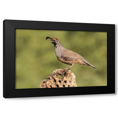 Arizona-Santa Cruz County Male Gambels quail on cactus skeleton  Black Modern Wood Framed Art Print with Double Matting by Jaynes Gallery