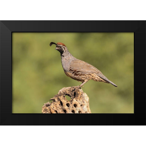 Arizona-Santa Cruz County Male Gambels quail on cactus skeleton  Black Modern Wood Framed Art Print by Jaynes Gallery