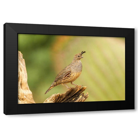 Arizona-Santa Cruz County Gambels quail female on stump  Black Modern Wood Framed Art Print with Double Matting by Jaynes Gallery