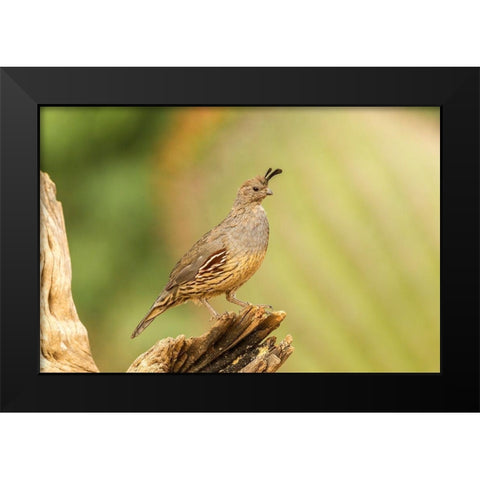 Arizona-Santa Cruz County Gambels quail female on stump  Black Modern Wood Framed Art Print by Jaynes Gallery