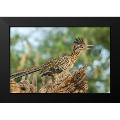 Arizona-Santa Cruz County Roadrunner on stump  Black Modern Wood Framed Art Print by Jaynes Gallery