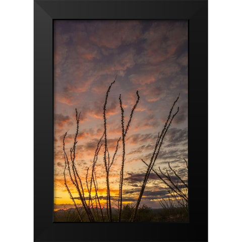 Arizona-Santa Cruz County Silhouette of ocotillo cactus at sunset  Black Modern Wood Framed Art Print by Jaynes Gallery