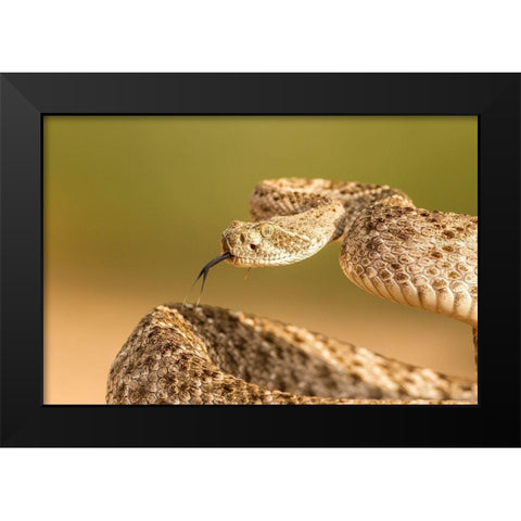 Arizona-Santa Cruz County Close-up of coiled western diamondback rattlesnake  Black Modern Wood Framed Art Print by Jaynes Gallery