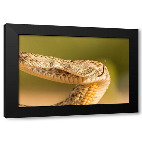 Arizona-Santa Cruz County Close-up of coiled western diamondback rattlesnake  Black Modern Wood Framed Art Print with Double Matting by Jaynes Gallery