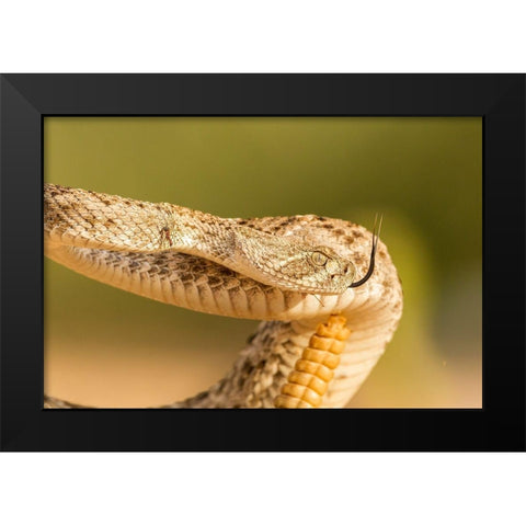 Arizona-Santa Cruz County Close-up of coiled western diamondback rattlesnake  Black Modern Wood Framed Art Print by Jaynes Gallery