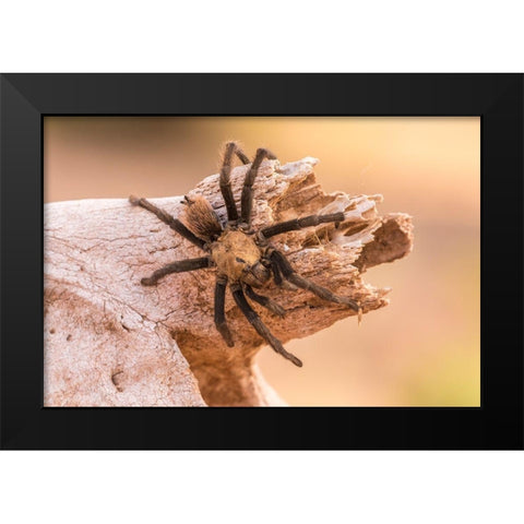 Arizona-Santa Cruz County Close-up of tarantula  Black Modern Wood Framed Art Print by Jaynes Gallery
