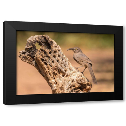 Arizona-Santa Cruz County Curve-billed thrasher feeding  Black Modern Wood Framed Art Print with Double Matting by Jaynes Gallery