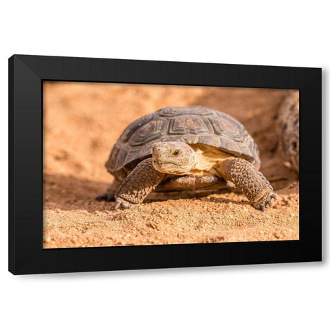 Arizona-Santa Cruz County Young desert tortoise captive  Black Modern Wood Framed Art Print with Double Matting by Jaynes Gallery