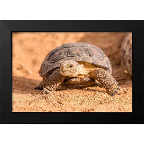 Arizona-Santa Cruz County Young desert tortoise captive  Black Modern Wood Framed Art Print by Jaynes Gallery