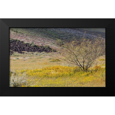 Arizona Wildflowers in field  Black Modern Wood Framed Art Print by Jaynes Gallery