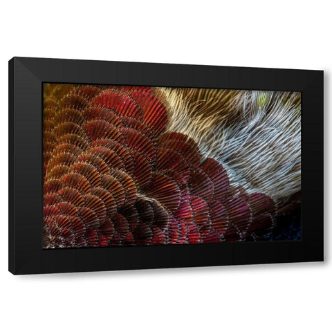 Arizona Close-up of hummingbird feather pattern  Black Modern Wood Framed Art Print by Jaynes Gallery