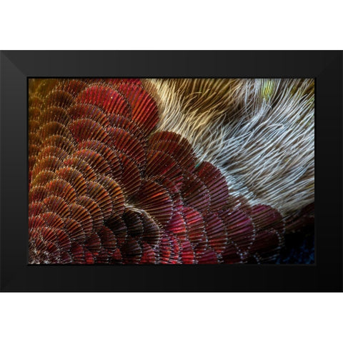 Arizona Close-up of hummingbird feather pattern  Black Modern Wood Framed Art Print by Jaynes Gallery