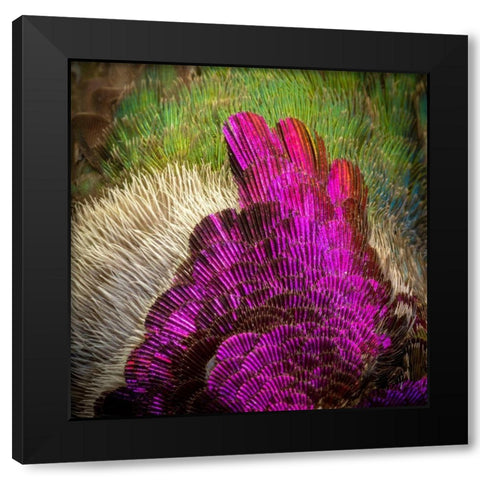 Arizona Close-up of hummingbird feather pattern  Black Modern Wood Framed Art Print by Jaynes Gallery
