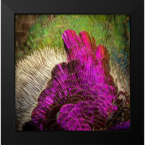 Arizona Close-up of hummingbird feather pattern  Black Modern Wood Framed Art Print by Jaynes Gallery