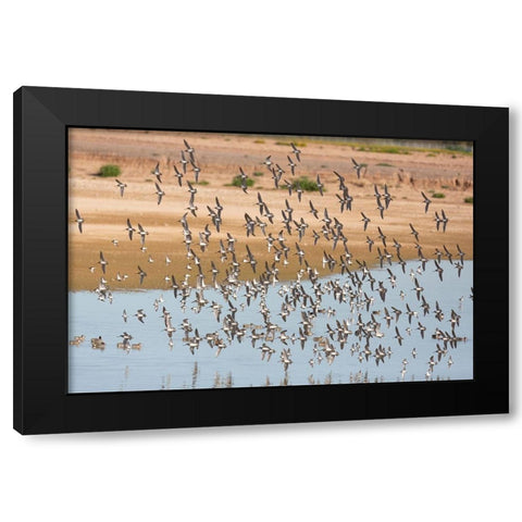 Arizona-Glendale Flock of least sandpipers flying over pond Black Modern Wood Framed Art Print with Double Matting by Jaynes Gallery