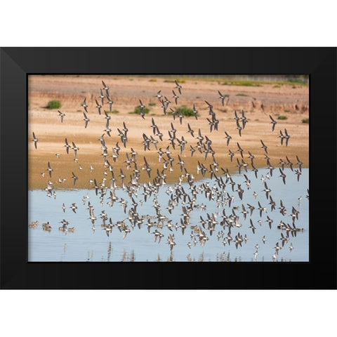 Arizona-Glendale Flock of least sandpipers flying over pond Black Modern Wood Framed Art Print by Jaynes Gallery