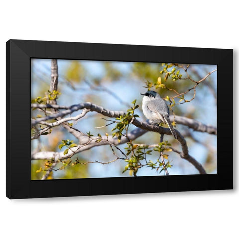 Arizona-Buckeye Blue-gray gnatcatcher perched on branch  Black Modern Wood Framed Art Print with Double Matting by Jaynes Gallery