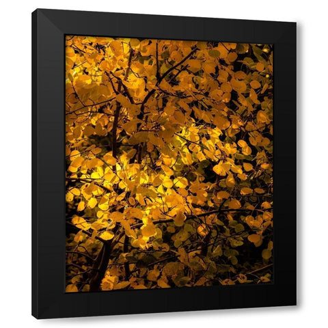 Arizona-Flagstaff Aspen tree leaves in at sunset Black Modern Wood Framed Art Print by Jaynes Gallery