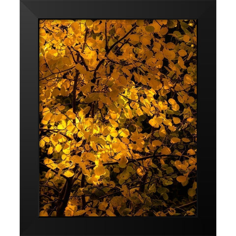 Arizona-Flagstaff Aspen tree leaves in at sunset Black Modern Wood Framed Art Print by Jaynes Gallery