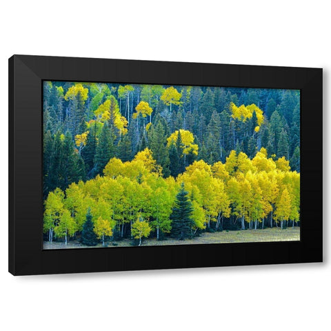 Arizona-Grand Canyon National Park Autumn aspens in Grand Canyon  Black Modern Wood Framed Art Print by Jaynes Gallery