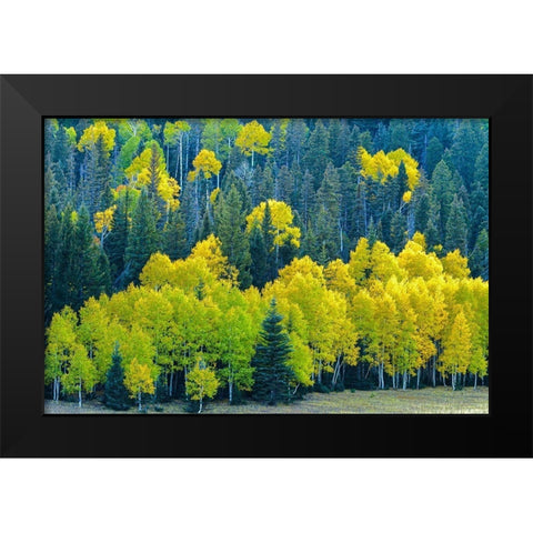 Arizona-Grand Canyon National Park Autumn aspens in Grand Canyon  Black Modern Wood Framed Art Print by Jaynes Gallery