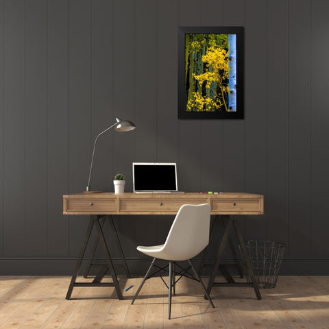 Arizona-Grand Canyon National Park Autumn aspens in Grand Canyon  Black Modern Wood Framed Art Print by Jaynes Gallery