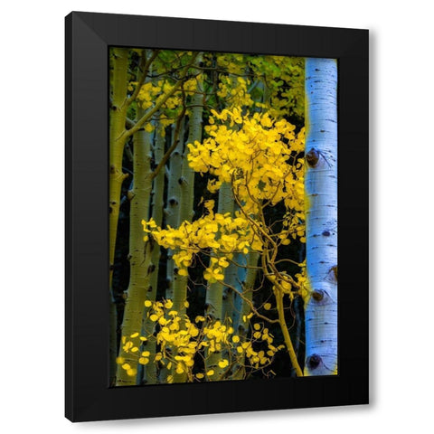 Arizona-Grand Canyon National Park Autumn aspens in Grand Canyon  Black Modern Wood Framed Art Print by Jaynes Gallery