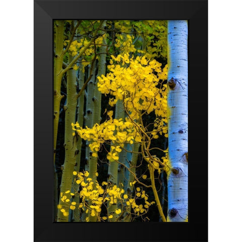 Arizona-Grand Canyon National Park Autumn aspens in Grand Canyon  Black Modern Wood Framed Art Print by Jaynes Gallery