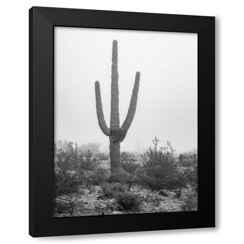 Arizona-Buckeye Black and white of saguaro cactus in fog  Black Modern Wood Framed Art Print by Jaynes Gallery