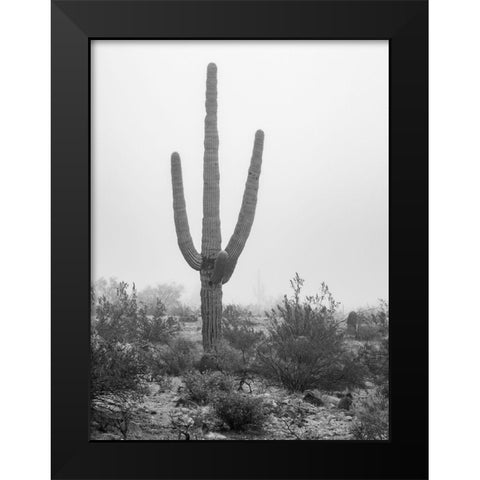 Arizona-Buckeye Black and white of saguaro cactus in fog  Black Modern Wood Framed Art Print by Jaynes Gallery